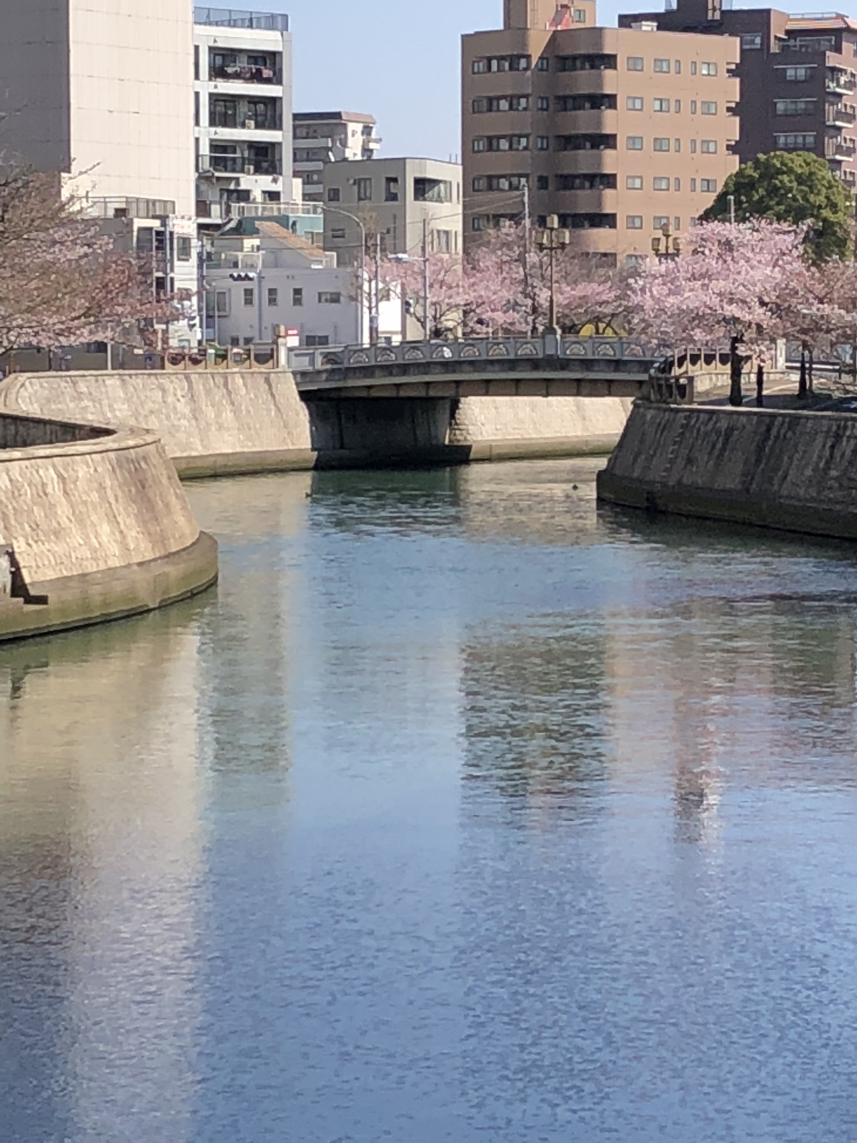 sakura3025