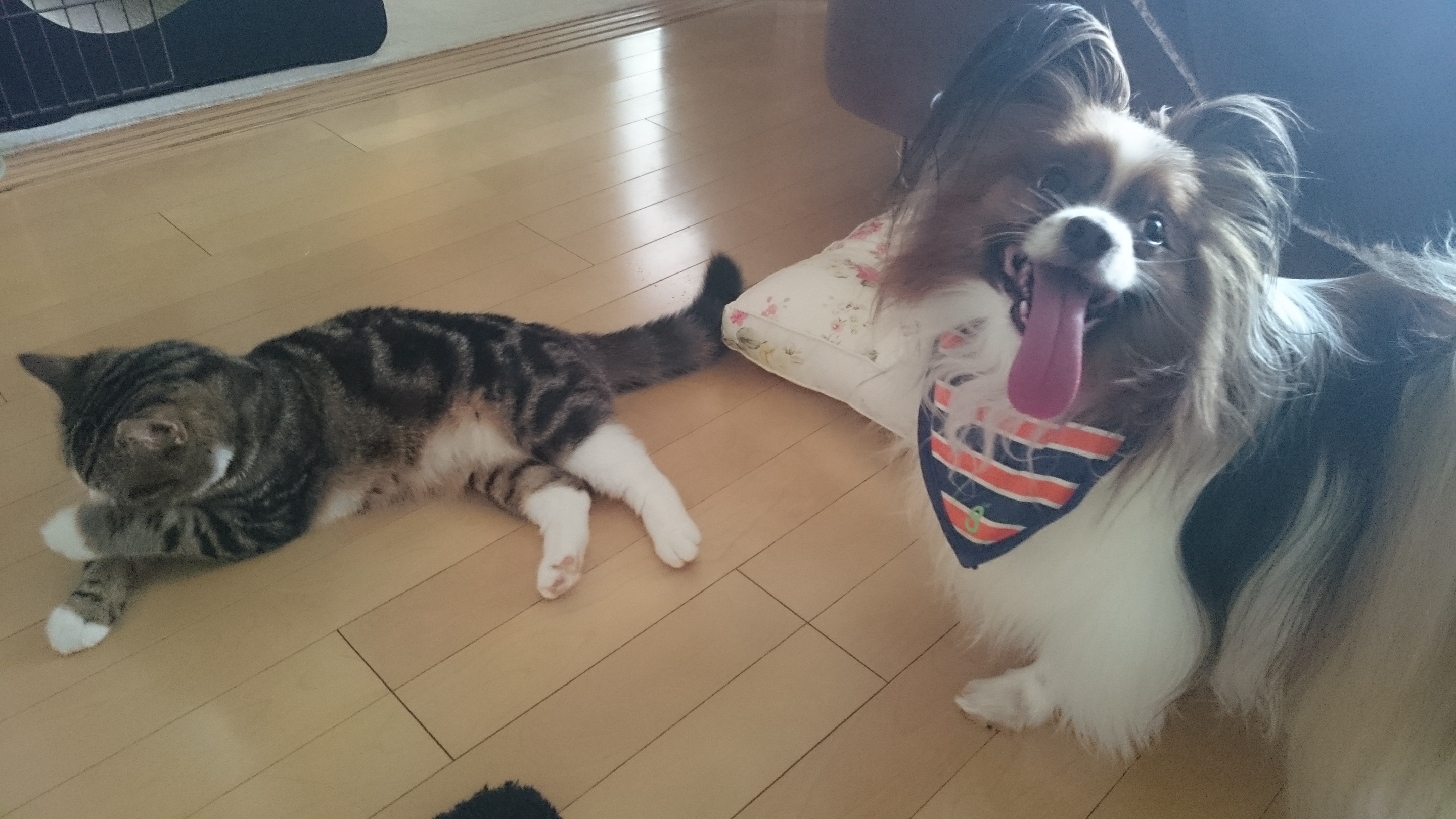 犬２