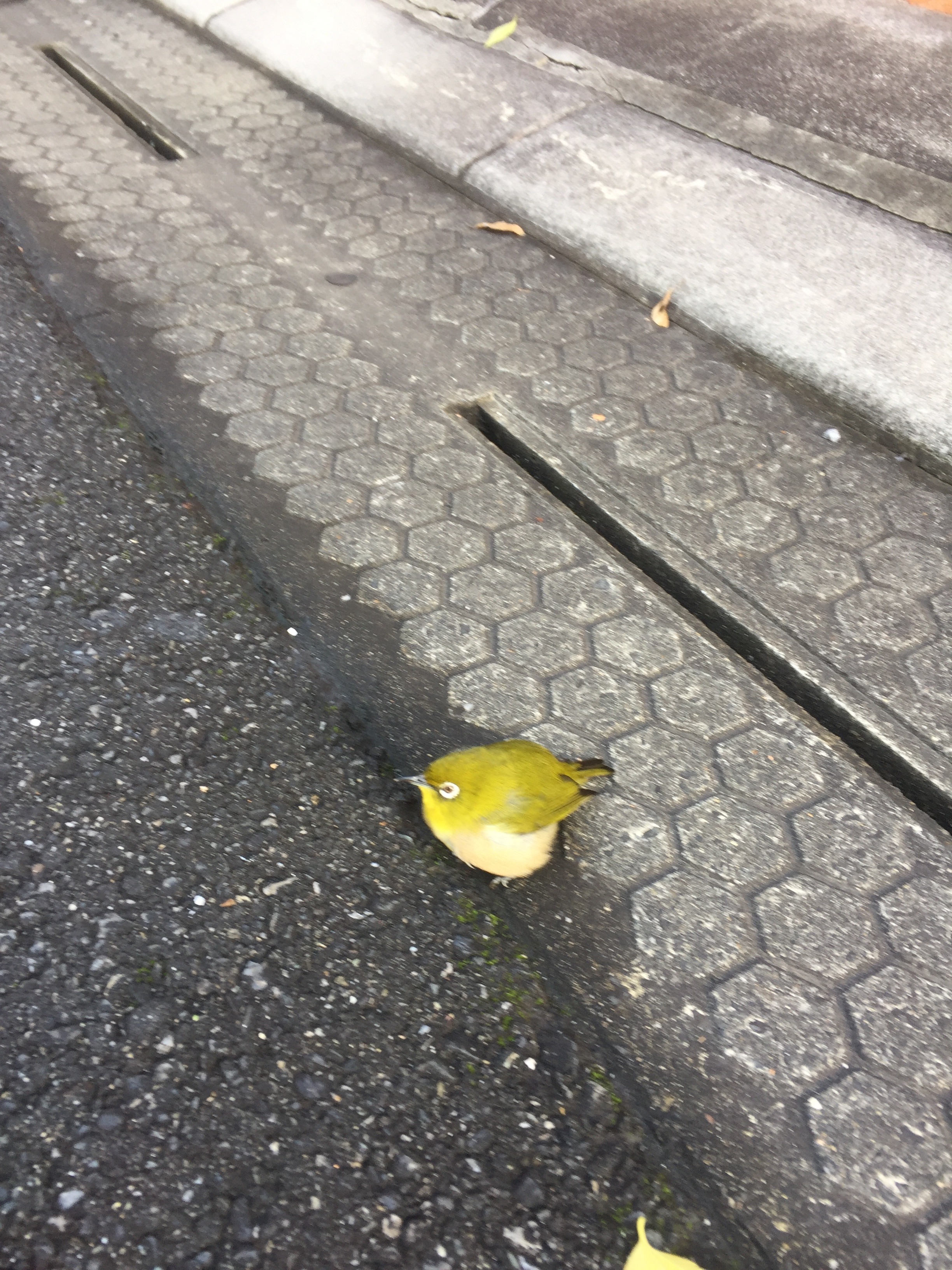 ｂｒｉｄ
