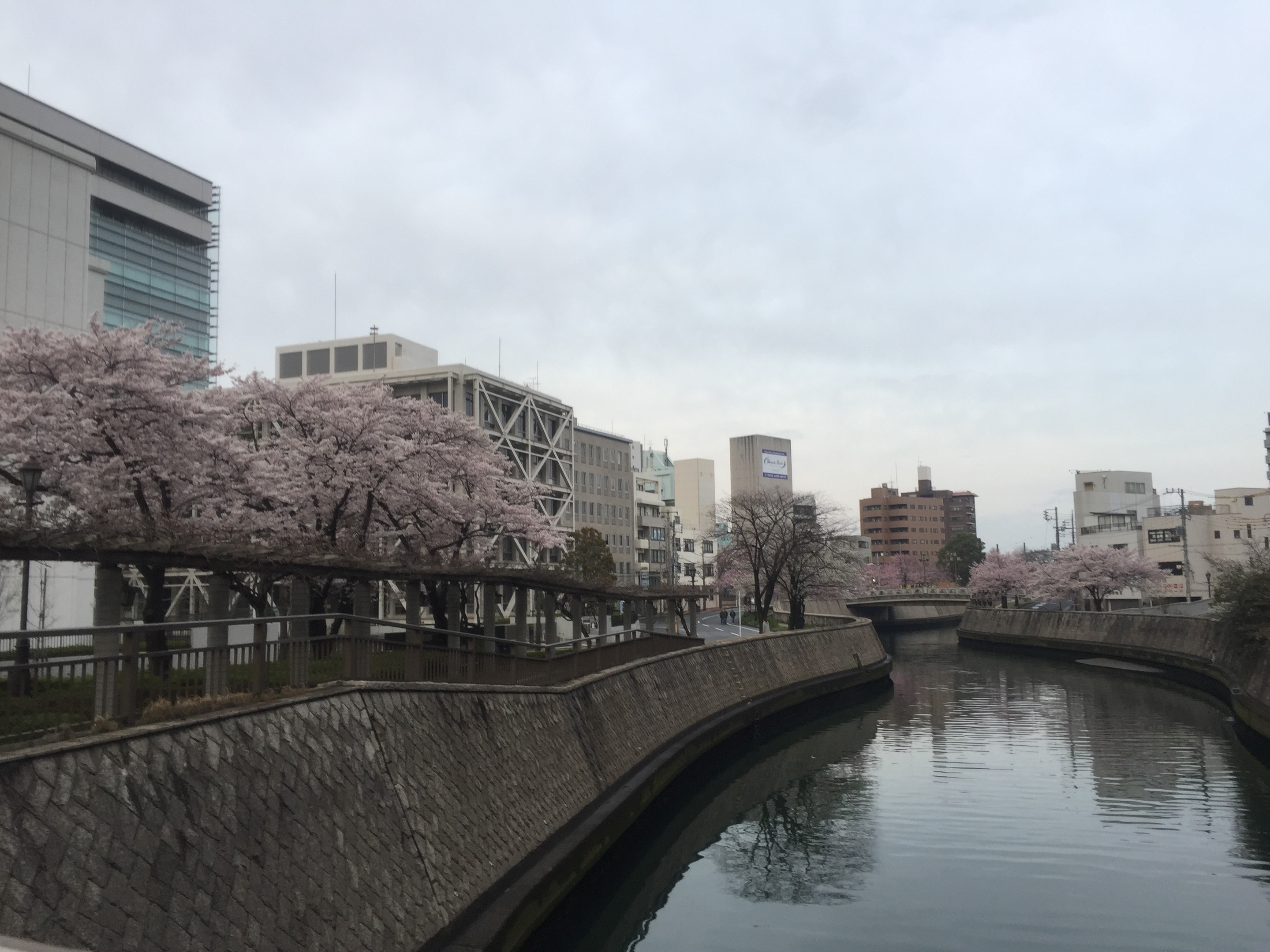 sakura